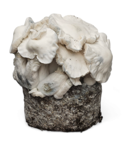 Hillbilly Pumpkin Cloud920® XL Magic Mushroom Grow Kit